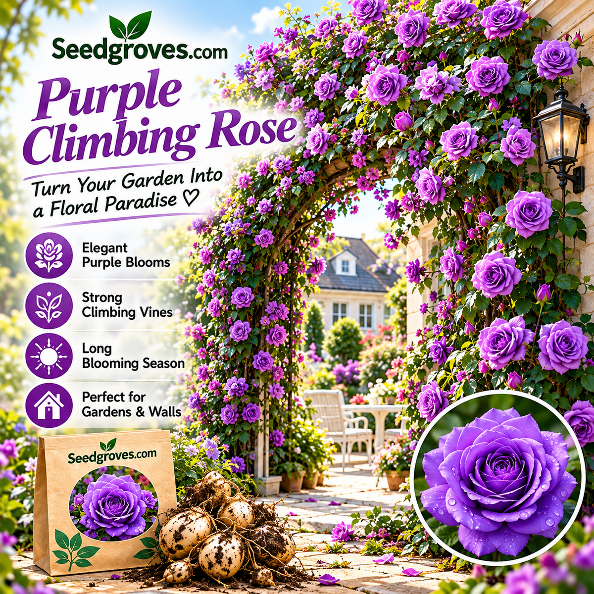 🌹 Colorful Climbing Rose Bulbs – Vibrant Blooms for Arches, Fences & Garden Walls