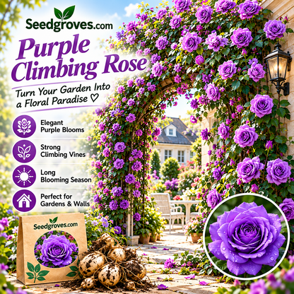 🌹 Colorful Climbing Rose Bulbs – Vibrant Blooms for Arches, Fences & Garden Walls