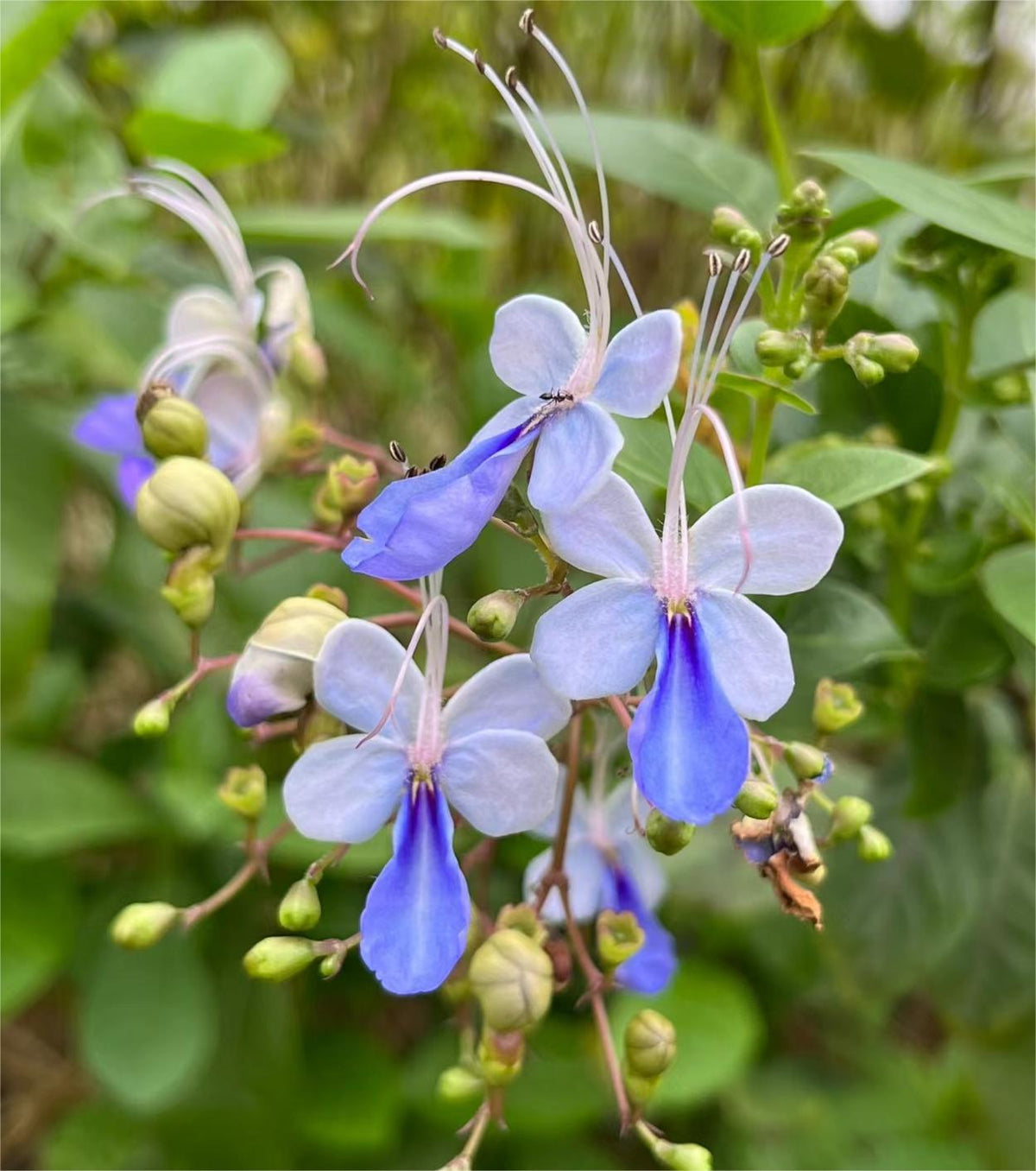 💙🦋Magical blue butterfly flowers that turn your garden into a dream