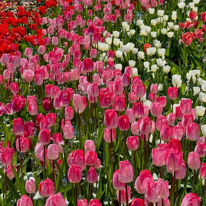 🌷‎⋆. ݁Create a Garden Full of Elegant Tulips