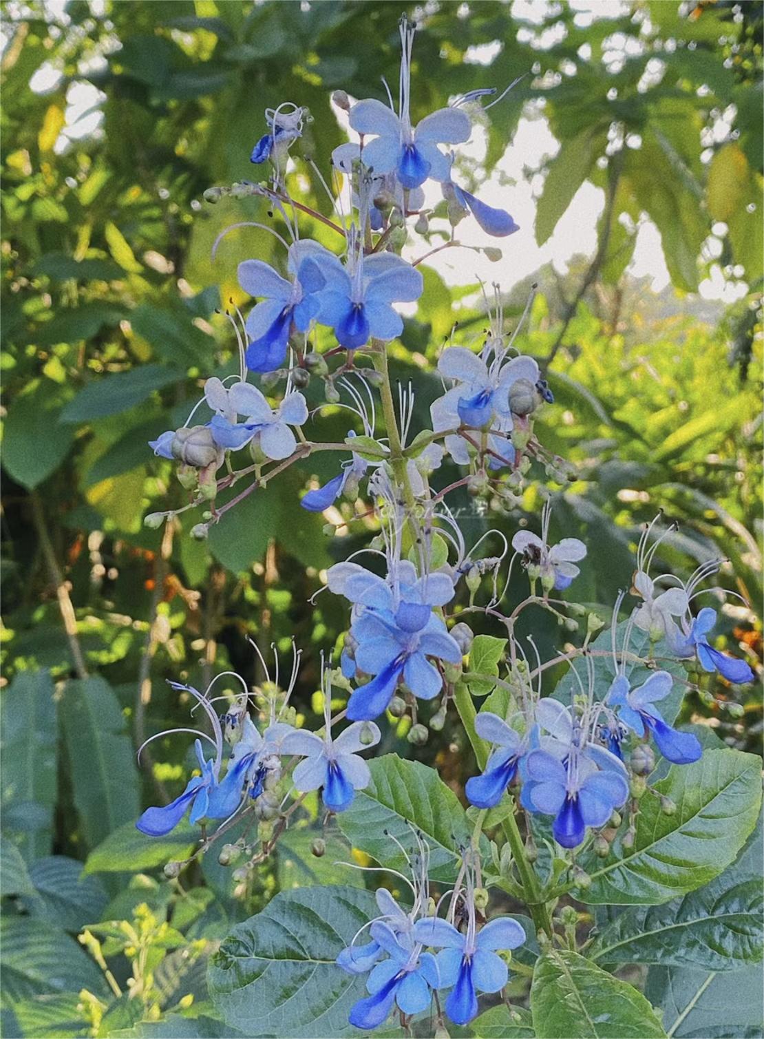 💙🦋Magical blue butterfly flowers that turn your garden into a dream