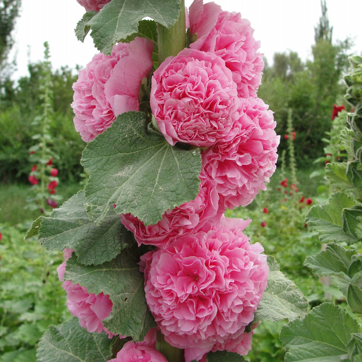🌸 Hollyhock Seeds 🌱 Easy to Grow, Towering Blooms All Season