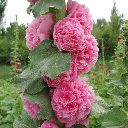 🌸 Hollyhock Seeds 🌱 Easy to Grow, Towering Blooms All Season