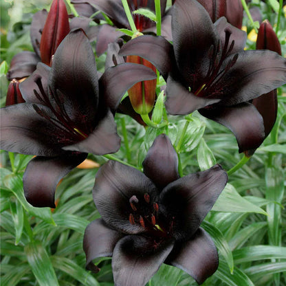 🌸 Premium Lily Bulbs – Fragrant Perennial Blooms for Gardens & Containers