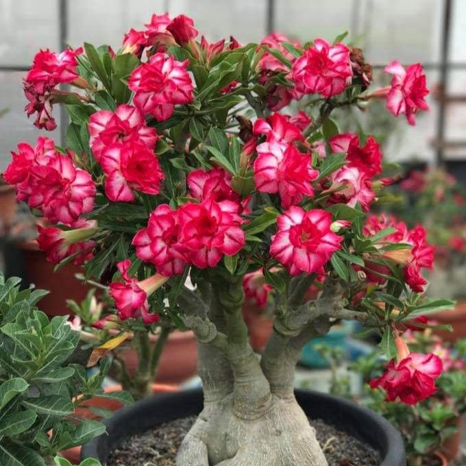 🏠🤗Desert Rose Bulbs💥Heat Resistant & Super Easy Care🌹🌵