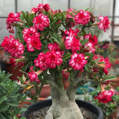 🏠🤗Desert Rose Bulbs💥Heat Resistant & Super Easy Care🌹🌵