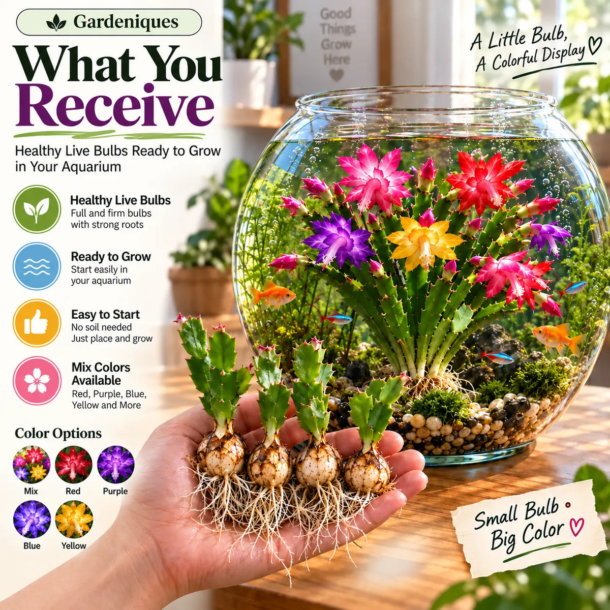 🦀  Mix Colors Rainbow Aquarium Schlumbergera – Easy-Care Blooms in Every Shade for a Colorful Aquatic Display 🌈🐠