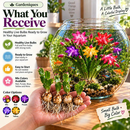 🦀  Mix Colors Rainbow Aquarium Schlumbergera – Easy-Care Blooms in Every Shade for a Colorful Aquatic Display 🌈🐠