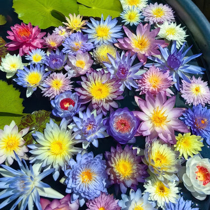 ✨🪷 Water Lilies: Transform Your Water Garden into a Living Masterpiece