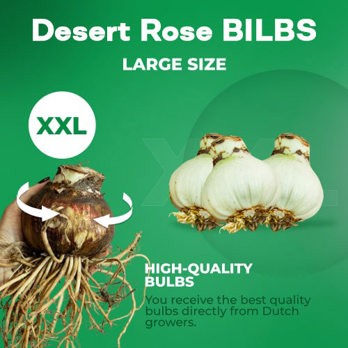 🏠🤗Desert Rose Bulbs💥Heat Resistant & Super Easy Care🌹🌵