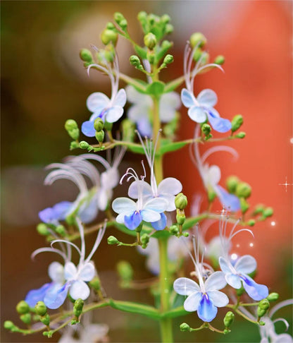 💙🦋Magical blue butterfly flowers that turn your garden into a dream
