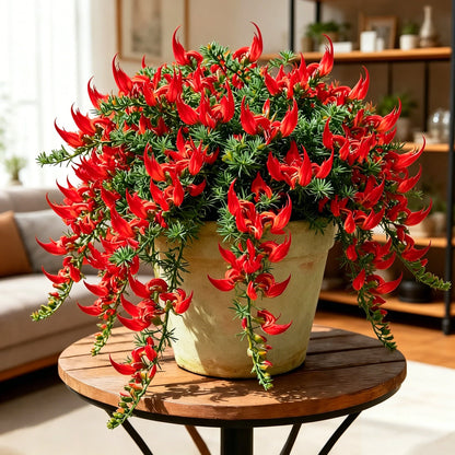 🪴 Parrot Beak Spider Plant Root Bulbs – Rare Foliage Plant, Easy to Care, Ideal for Home & Garden Decor
