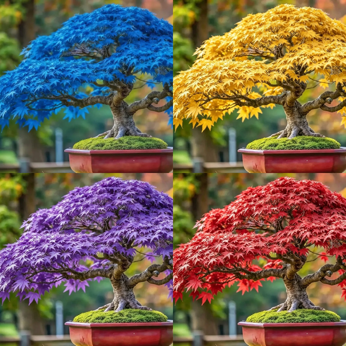 💙 Sapphire Maple Seeds 🌿 Grow Stunning Blue Foliage This Season