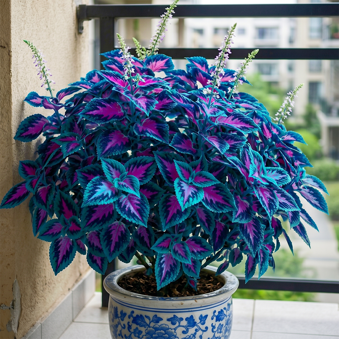 🌺Caladium Bulbs: The Easiest Way to Add Bold Color to Shady Spots