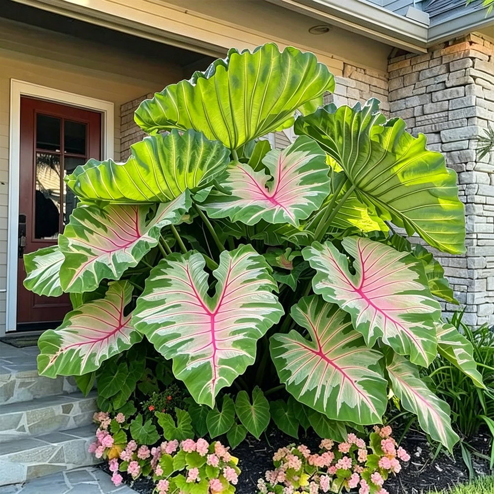 🔥 Premium Giant Caladium Bulbs 🌿🌈 Easy Care & Cold Hardy &Giant Leaves