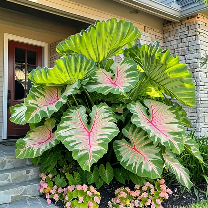 🔥 Premium Giant Caladium Bulbs 🌿🌈 Easy Care & Cold Hardy &Giant Leaves