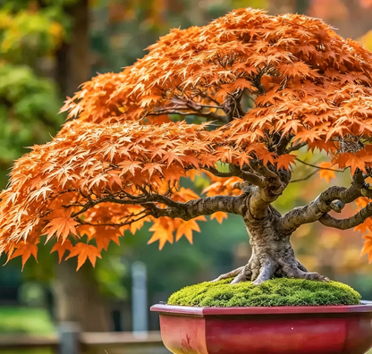 💙 Sapphire Maple Seeds 🌿 Grow Stunning Blue Foliage This Season