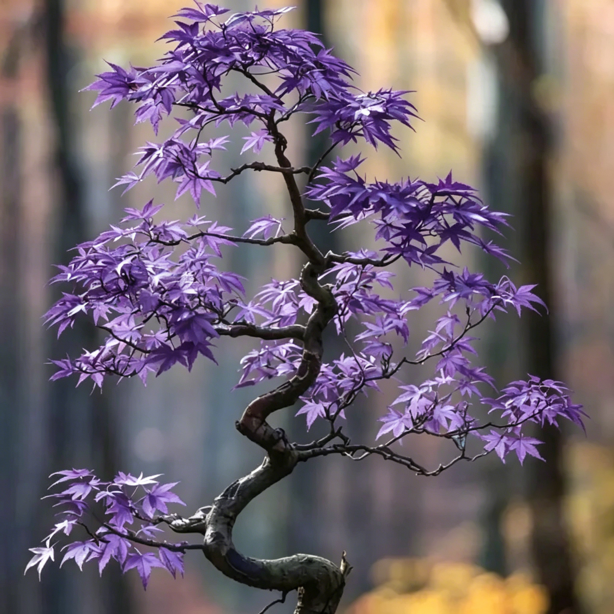 💙 Sapphire Maple Seeds 🌿 Grow Stunning Blue Foliage This Season