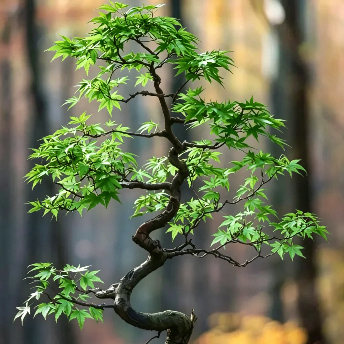 💙 Sapphire Maple Seeds 🌿 Grow Stunning Blue Foliage This Season