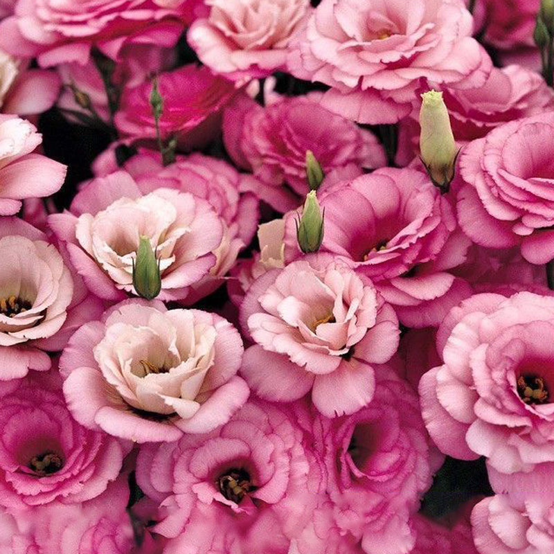 Eustoma / Lisianthus Grandiflorum Seeds - Thornless Rose-60% OFF