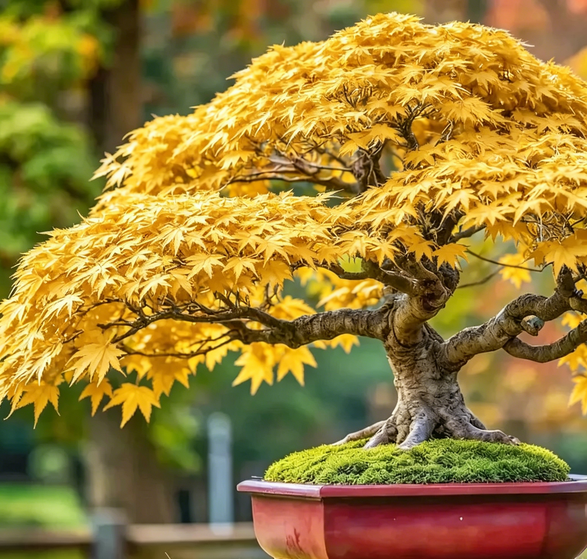 💙 Sapphire Maple Seeds 🌿 Grow Stunning Blue Foliage This Season