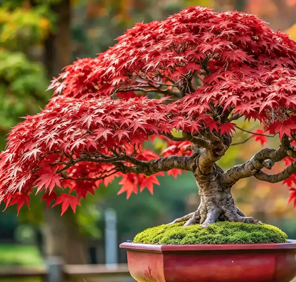 💙 Sapphire Maple Seeds 🌿 Grow Stunning Blue Foliage This Season