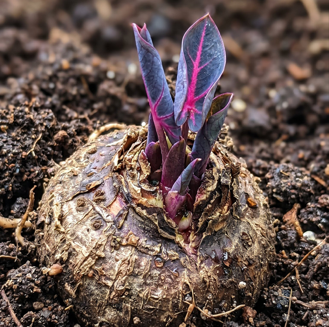 🔥 Premium Giant Caladium Bulbs 🌿🌈 Easy Care & Cold Hardy &Giant Leaves