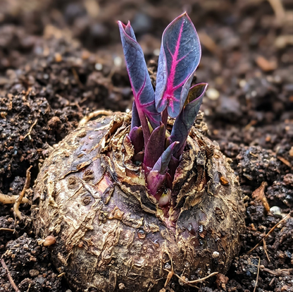 🔥 Premium Giant Caladium Bulbs 🌿🌈 Easy Care & Cold Hardy &Giant Leaves