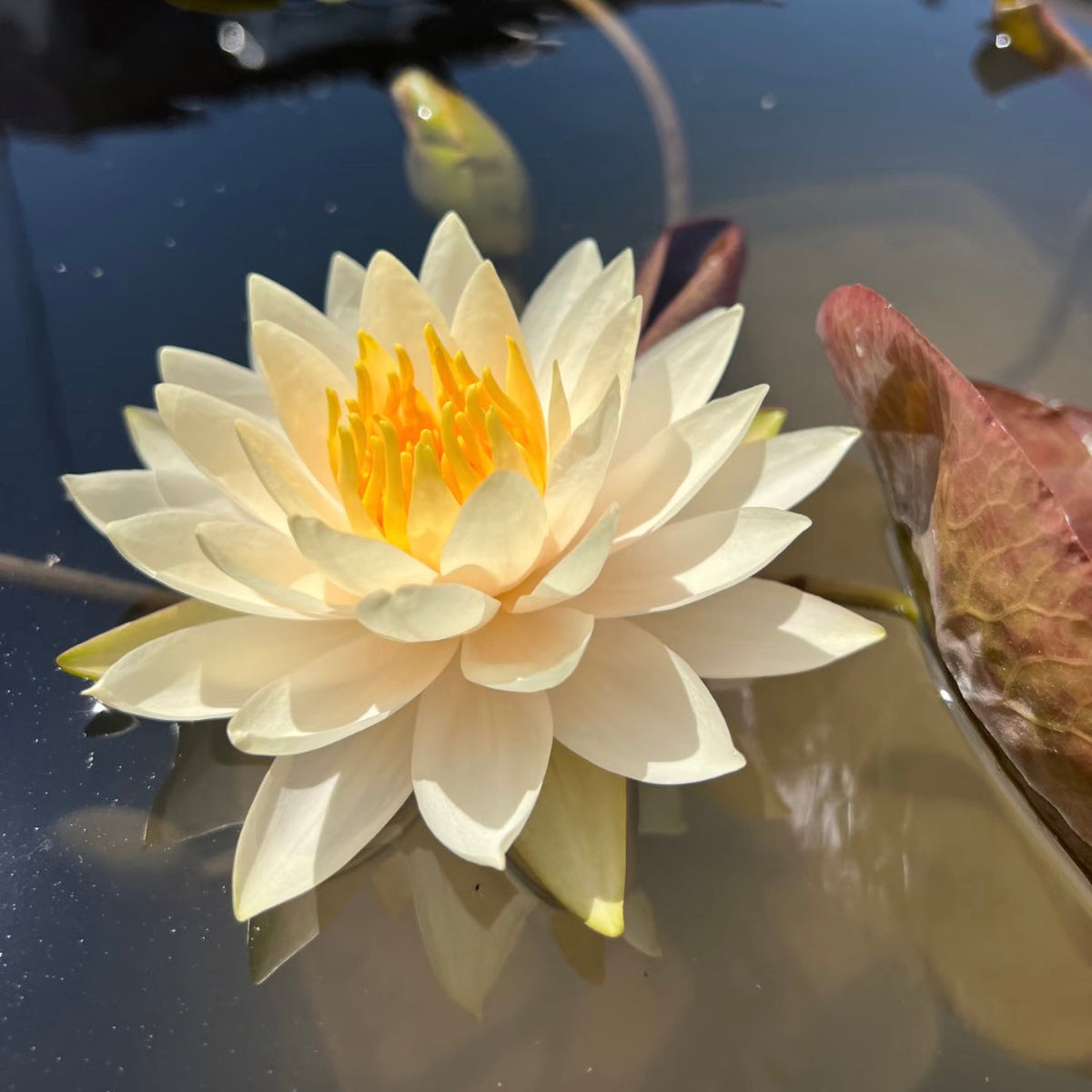 ✨🪷 Water Lilies: Transform Your Water Garden into a Living Masterpiece