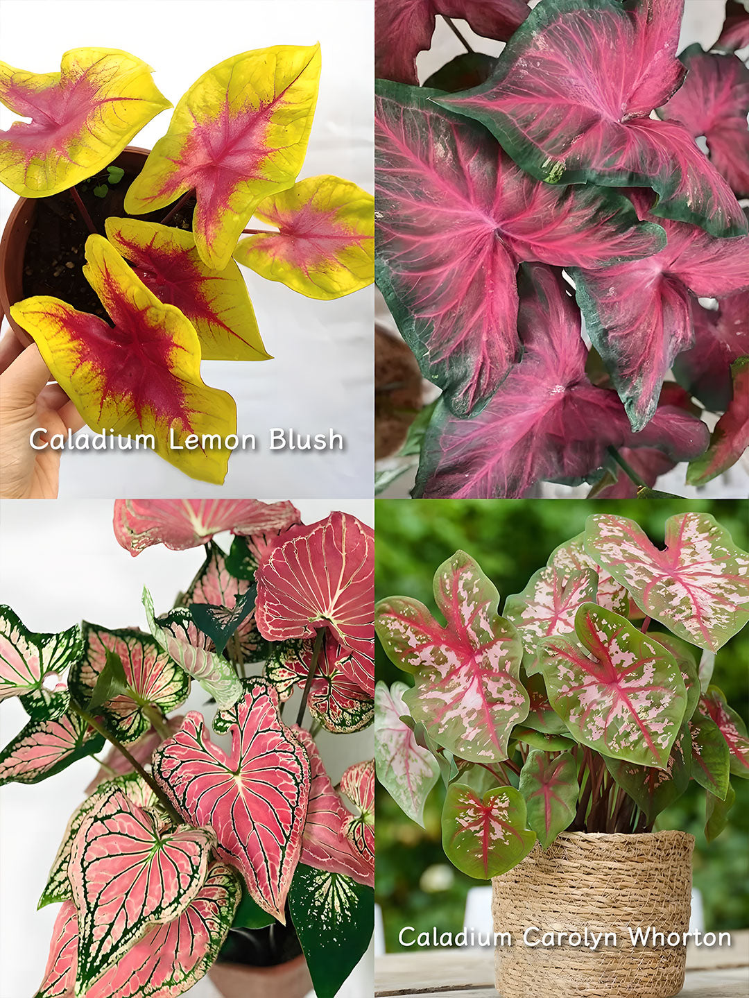 🌺Caladium Bulbs: The Easiest Way to Add Bold Color to Shady Spots