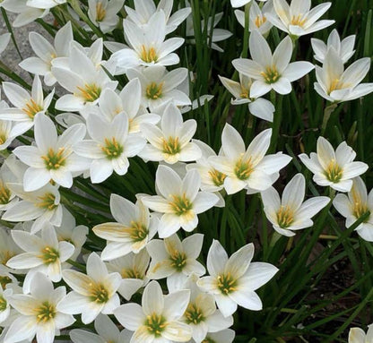 Premium Rain Lily Bulbs-Repeat-Blooming • Heat-Tolerant