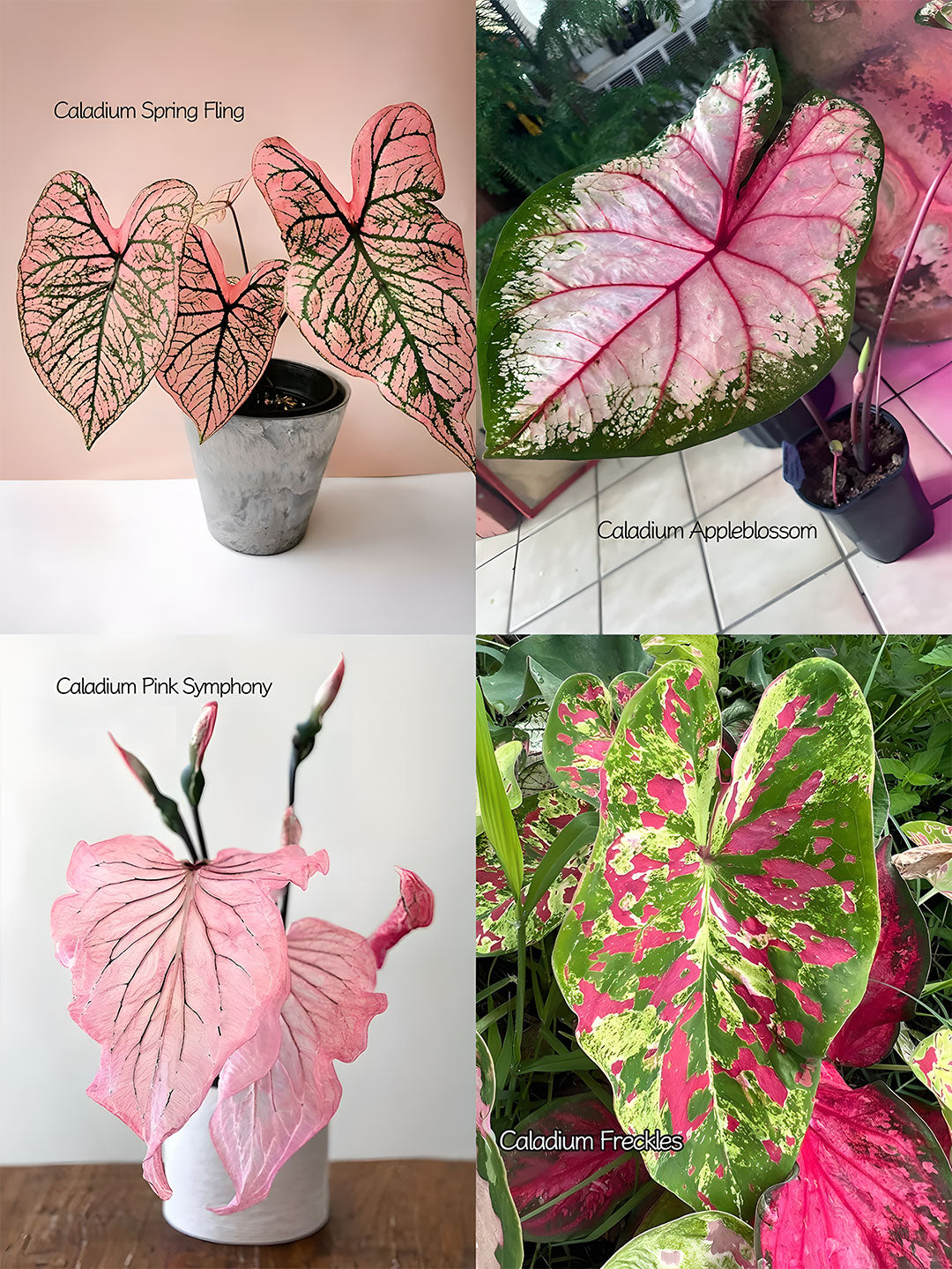 🌺Caladium Bulbs: The Easiest Way to Add Bold Color to Shady Spots