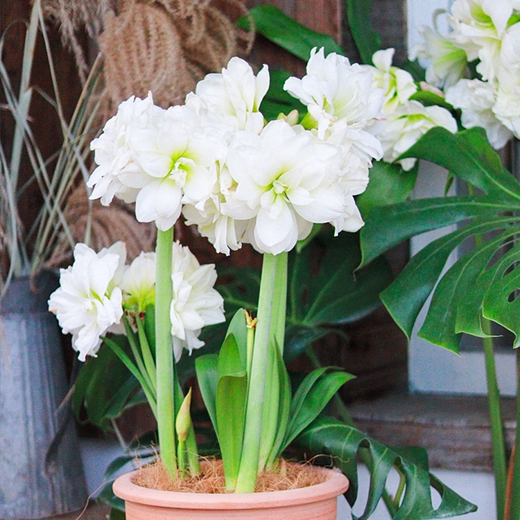 ꙳⋆🫧Giant Double-Flowered Amaryllis Bulbs – Spectacular Blooms This Season!🌼