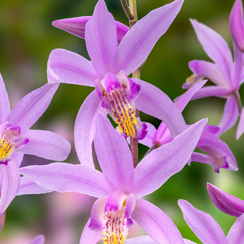 🌺Last Day 50% OFF🌸Penway Paris Hardy Chinese Ground Orchid