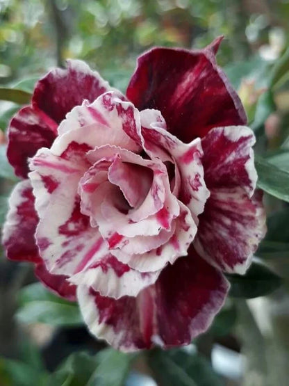 💙🌹Crushed Ice Blue Rose Seeds