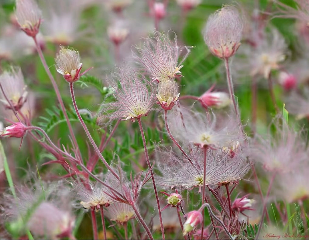 ˃̶͈🍧˂̶͈ Prairie Smoke Flower Seeds🌿Sweet Plants