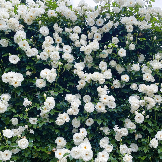 🌈 Premium Climbing Roses Bulbs 🌹 Fast Growing, Easy Care & Highly Fragrant ✨ Perfect for Any Garden