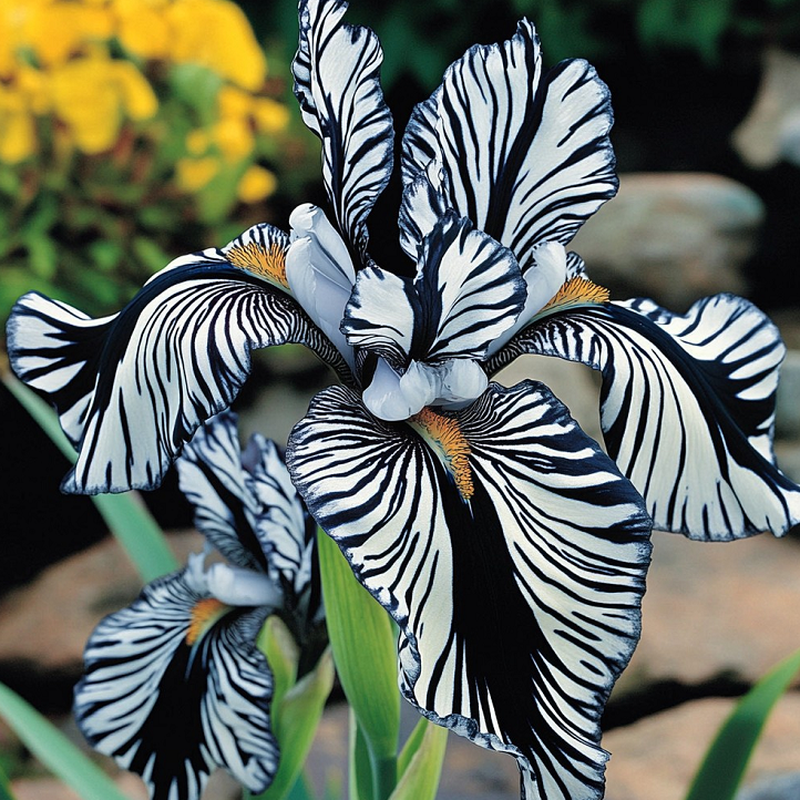🌸 Zebra Stripes Iris 🌿 Bold Striped Blooms That Instantly Stand Out