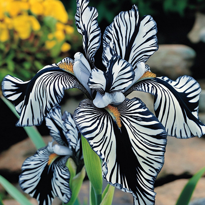 🌸 Zebra Stripes Iris 🌿 Bold Striped Blooms That Instantly Stand Out