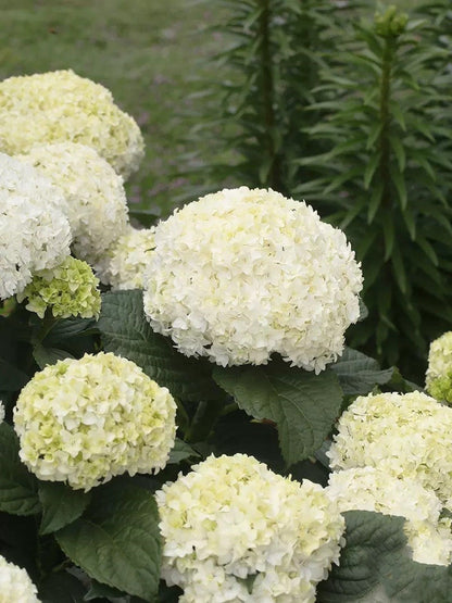🔥🔥 Hydrangea Bulbs🌸  – Grow Huge, Cloud-Like Blooms at Home 🌿