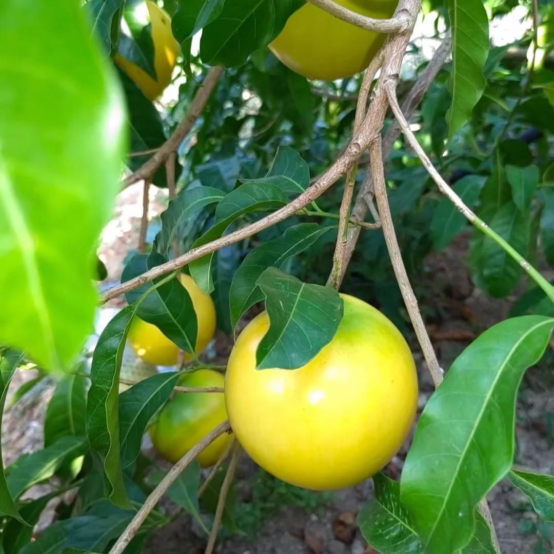 🔥50% Discount 🥭🥭Golden Fruit Seeds - Abiu Fruit