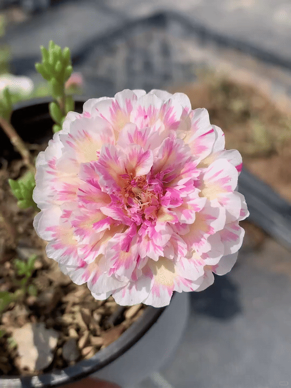 🌸 Portulaca, Moss Rose Double Mixed Colors Seeds
