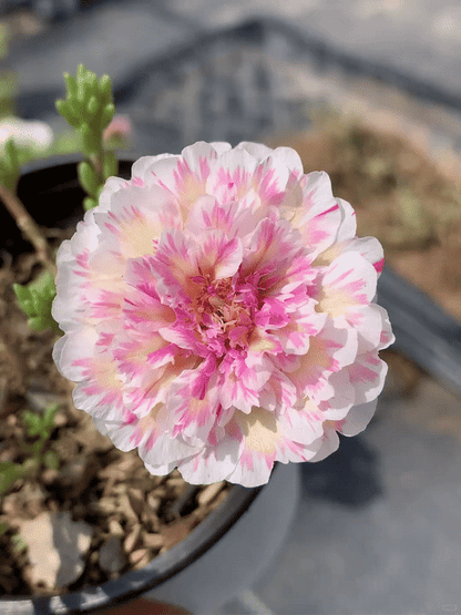🌸 Portulaca, Moss Rose Double Mixed Colors Seeds