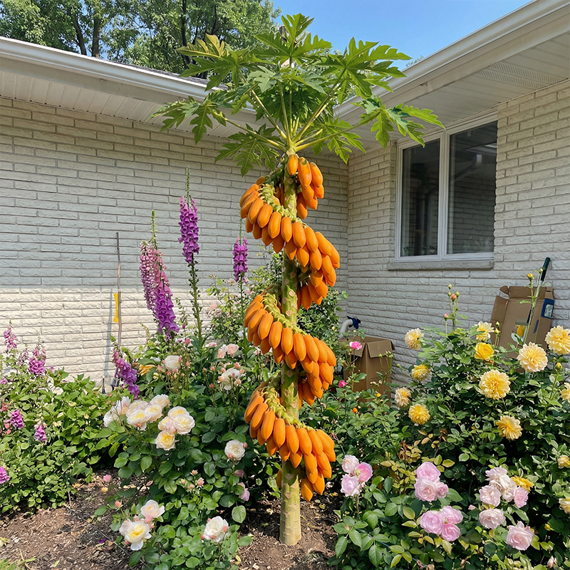 🥭 Rare Dragon Claw Papaya – Nourish Your Body, Support Everyday Wellness