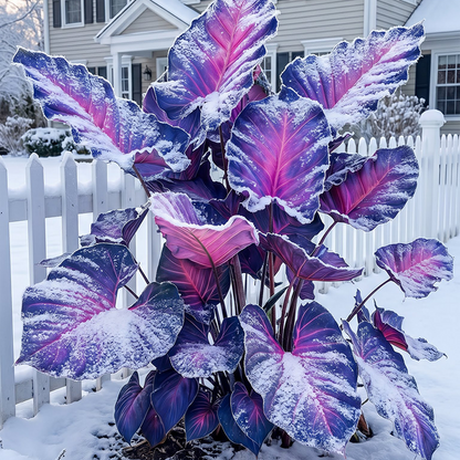 🔥 Premium Giant Caladium Bulbs 🌿🌈 Easy Care & Cold Hardy &Giant Leaves