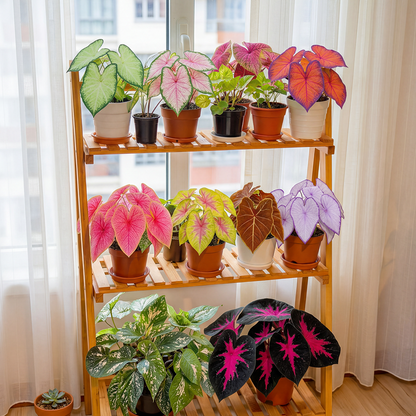 🌺Caladium Bulbs: The Easiest Way to Add Bold Color to Shady Spots