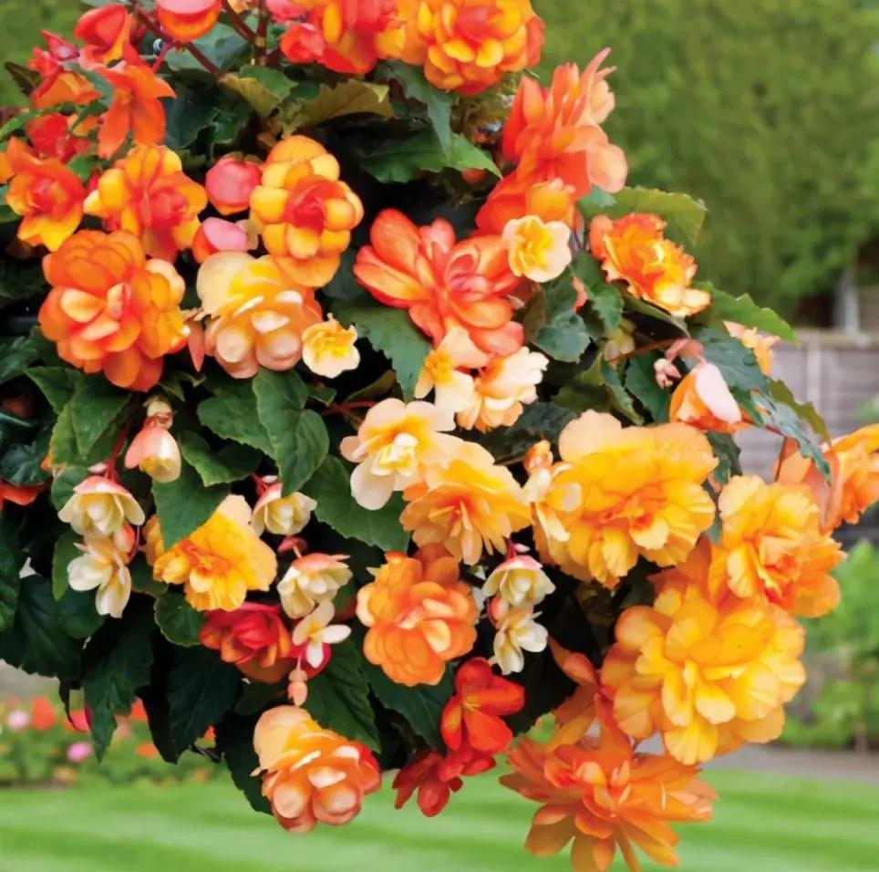 🌸🌸Colorful Weeping Crabapple Seeds | Elegant Cascading Garden Blooms