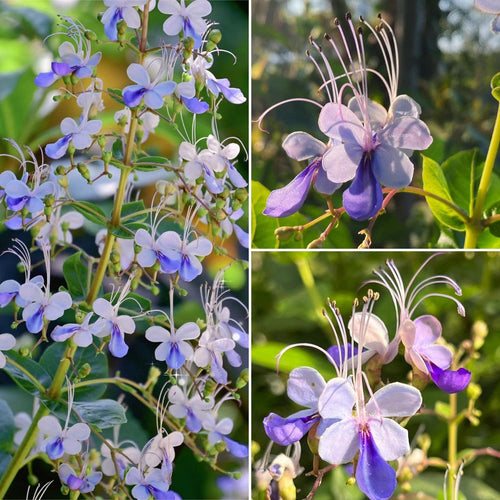 💙🦋Magical blue butterfly flowers that turn your garden into a dream