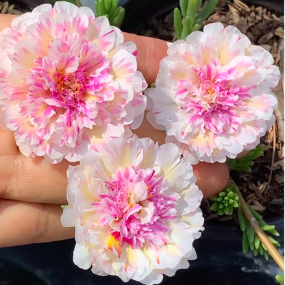 🌸 Portulaca, Moss Rose Double Mixed Colors Seeds