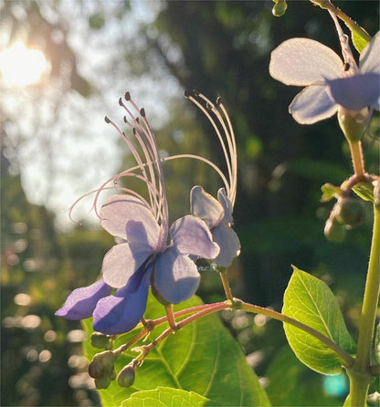 💙🦋Magical blue butterfly flowers that turn your garden into a dream